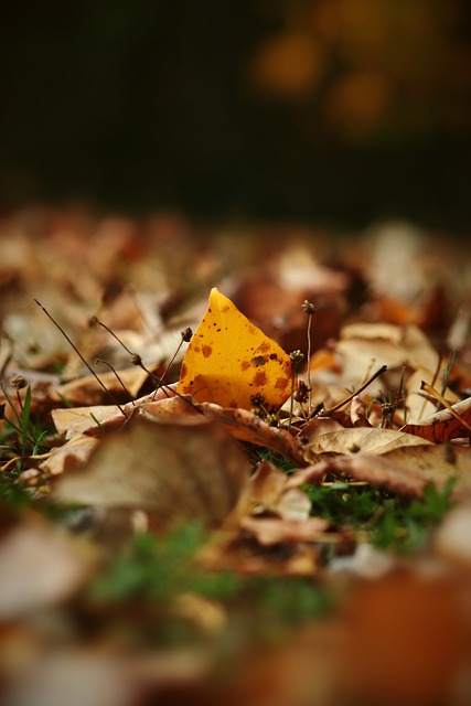 将成为国际 将成为国际