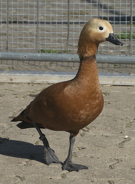 重新登场